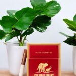 Golden Elephant มีประเภทอะไรบ้าง?