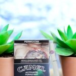 มีรสชาติอะไรบ้างใน Camel Activate Purple Mint?