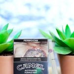 Camel Activate Purple Mint รูปที 1